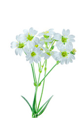 White flowers with green stems on a white background, floral and plant elements
