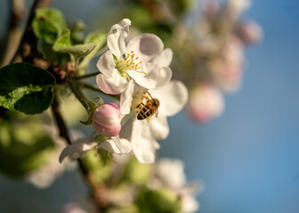 spring flowers, heralds of spring, first blooming flowers in spring