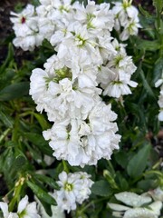 Close-up of white flowers growing in a garden