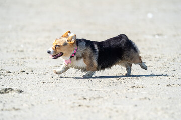 welsh corgi pembroke puppy running on a beach
