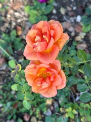 Close-up of orange roses surrounded by green leaves in a garden