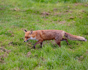 Red fox walking in a green grassy meadow