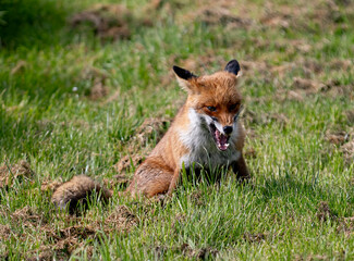Red fox in a green grassy meadow