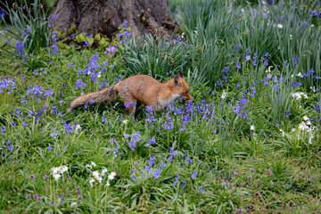 Red fox in a green grassy meadow with flowers