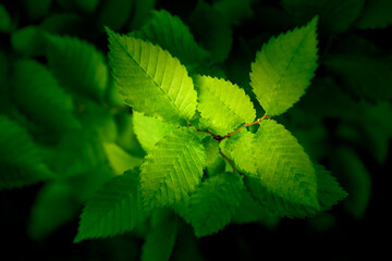 A detailed view of a vibrant green leaf covered with water droplets