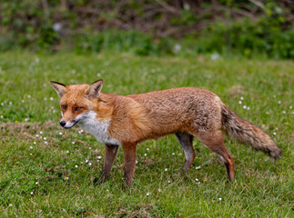 Red fox standing in a green grassy meadow