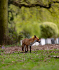 Red fox in a green grassy meadow