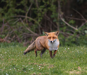Red fox in a green grassy meadow