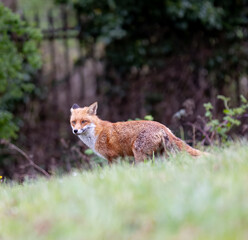 Red fox standing in a green grassy meadow