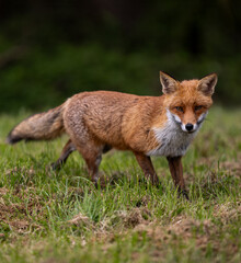 Red fox standing in a green grassy meadow
