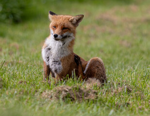 Red fox sitting in a green grassy meadow