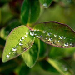 the first green plants of spring, the harbingers of spring, the first greenery in nature