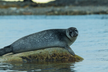 Arctic sea lion