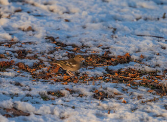 there is a small bird that is standing on snow in the woods