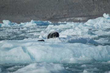 Arctic sea lion