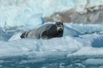 Arctic sea lion