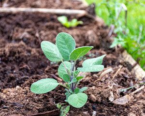 film greenhouse interior, spring in the garden, gardener concept, first spring greens and flowers