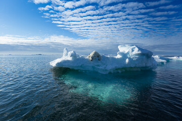 polar, polar bear, Antarctica, iceland, white, mountains, cloud, north pole, south pole, white,...