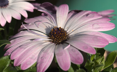 Close-up of purple spring flowers in a pot glistening in sunlight with dew drops