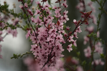 Obraz premium Blooming plant with pink flowers in spring