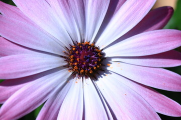 Obraz premium Close-up of a purple and white spring flower in blossom