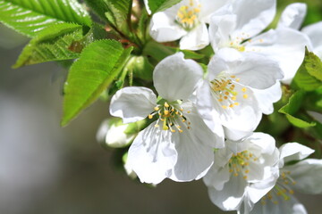 Close-up of spring flowers in blossom in a garden setting