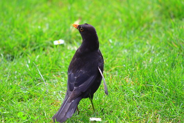 Common blackbird perched in forest grass, observing the surroundings