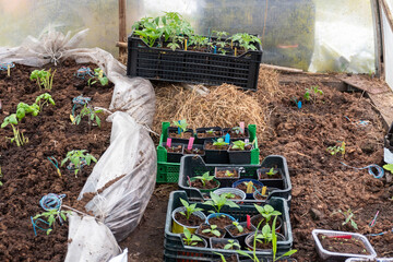 film greenhouse interior, spring in the garden, gardener concept, first spring greens and flowers
