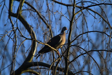 Close-up of a pigeon perched on a tree branch