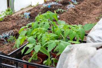 film greenhouse interior, spring in the garden, gardener concept, first spring greens and flowers