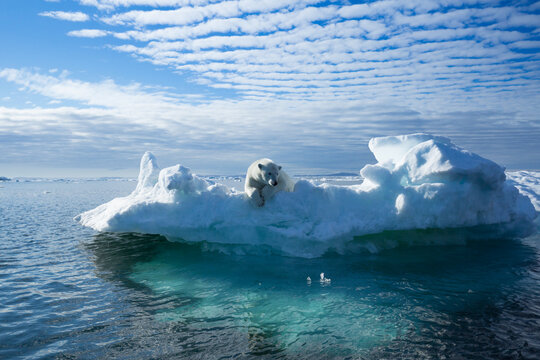 The Arctic polar bear