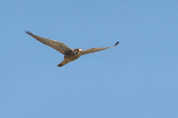 Kestrel soaring in a blue sky