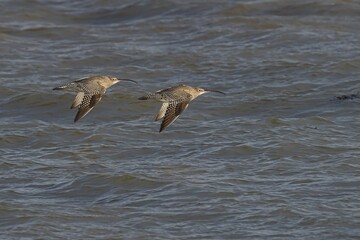 Two Curlew birds glide closely above ocean waves