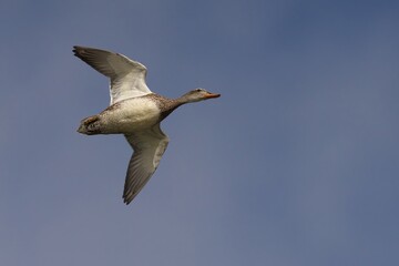 Female Gadwall bird soaring through clear blue sky