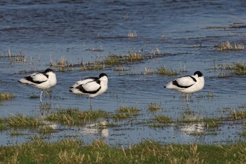 Pied Avocet birds standing in shallow water among grass and aquatic plants