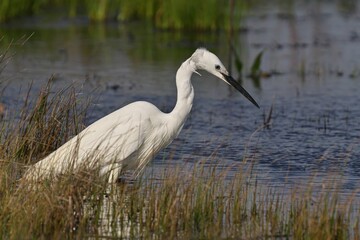 Little Egret with a long beak wading in water