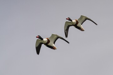Shelduck birds flying in synchronized formation under a cloudy sky