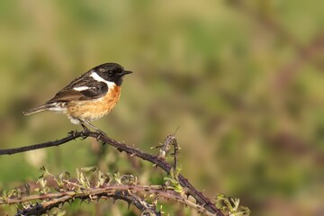 Small StoneChat bird perched on branch by bushes
