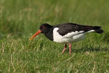 Oystercatcher bird with a lengthy beak in a grassy field
