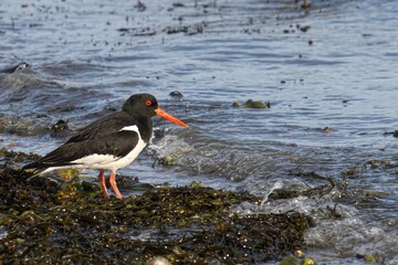 Oystercatcher bird with an orange beak perched on a rock in the ocean