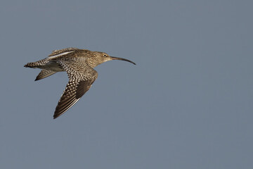 Curlew bird in flight against clear blue sky above ground