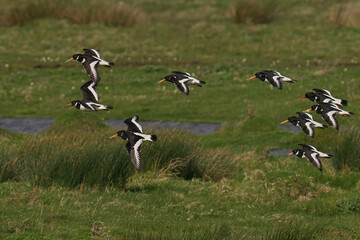 Flock of Oystercatcher birds soaring across a meadow