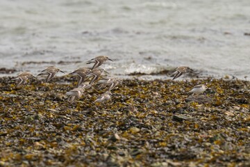 Group of Dunlin birds gathered on a beach by the water