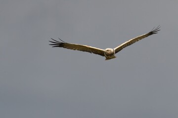 Marsh Harrier bird in flight with wings spread against sky