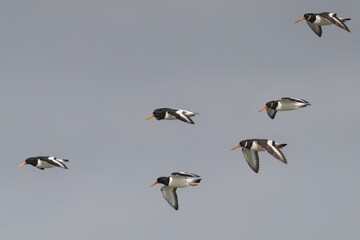 Oystercatcher birds flying in a neat formation for landing