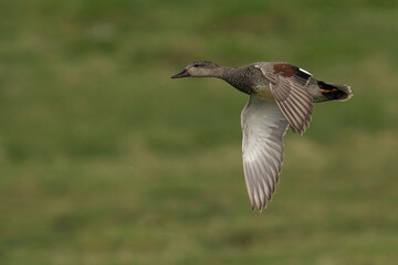 Male Gadwall bird soaring above green grass in flight