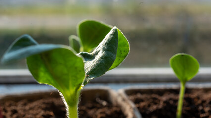 film greenhouse interior, spring in the garden, gardener concept, first spring greens and flowers