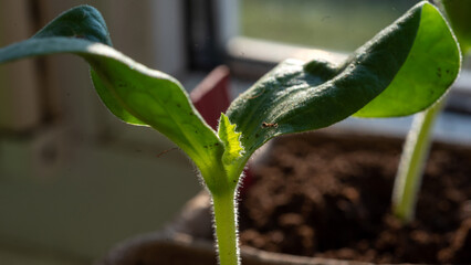 film greenhouse interior, spring in the garden, gardener concept, first spring greens and flowers