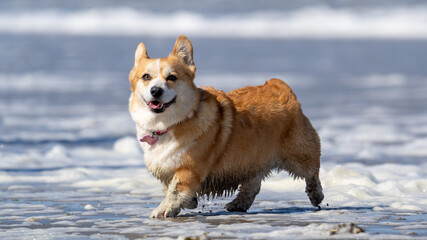 welsh corgi pembroke puppy running on a beach
