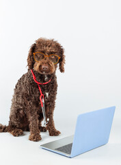 Adorable dog with glasses and a stethoscope by laptop